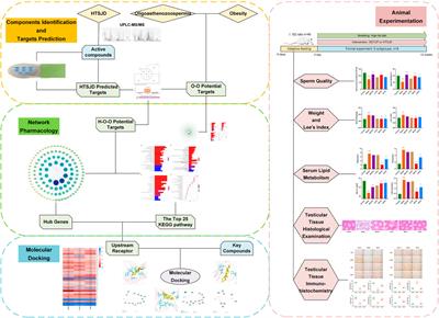 Hua-Tan-Sheng-Jing Decoction Treats Obesity With Oligoasthenozoospermia by Up-Regulating the PI3K-AKT and Down-Regulating the JNK MAPK Signaling Pathways: At the Crossroad of Obesity and Oligoasthenozoospermia